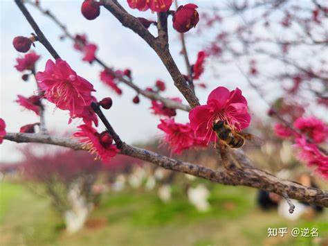 梅花香自苦寒来整首诗句