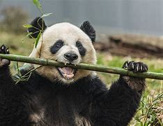 Image result for Giant Panda Bear Eating Bamboo