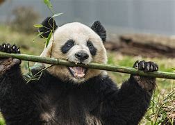 Image result for Panda Chewing Bamboo Pics