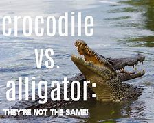 Image result for Crocodile vs Alligator Habitat