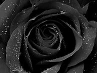 Image result for Gothic Black Roses iPhone Wallpaper