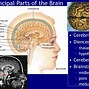 Image result for Parts of the Brain Grade 2