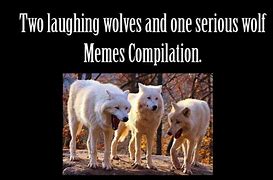Image result for Wolf Pack Meme