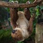 Image result for 2 Toed Sloth