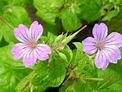 Image result for Geranium nodosum Svelte Lilac