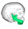 Image result for Mandible Lateral View