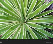 Image result for Spiky Desert Plant