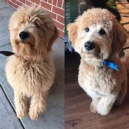 Image result for Labradoodle Cut Styles