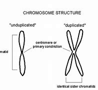 Image result for Homologous and Heterologous Chromosones