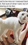 Image result for Cat Look Meme