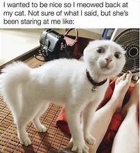 Image result for Funny Cat Memes Twitter