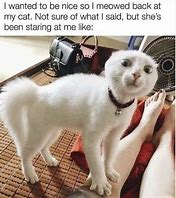 Image result for No Dog Memes Cat