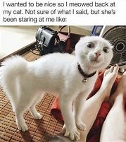 Image result for Who Are You Meme Cat