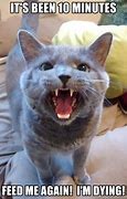 Image result for Hungery Cat Meme