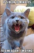 Image result for Funny Hungry Cat Memes