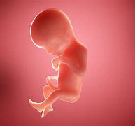 Image result for 19 Weeks Pregnant Ultrasound