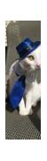 Image result for Cat with Hat and Sunglasses