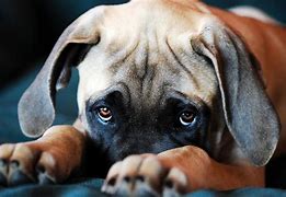 Image result for Cute Dog Looking Up Puppy Eyes