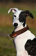 Image result for Whippet Mixes