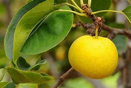 Image result for Pyrus pyrifolia Nijisseiki