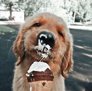 Image result for Aesthetic Funny Dog