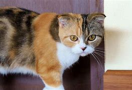 Image result for Scottish Fold Calico Cat