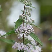 Image result for Caryopteris clandonensis Pink Perfection