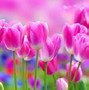 Image result for Pastel Wallpaper for Laptop Tulips