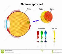 Image result for Cone Cell