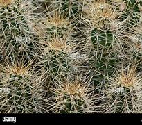 Image result for Arizona Hedgehog Cactus