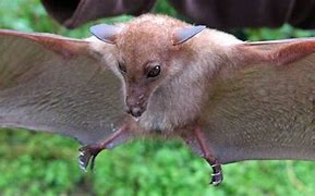 Image result for Philippine Nectar Bat
