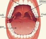Image result for adenolkg�a