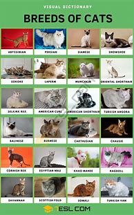 Image result for Interesting Cat Names