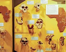 Image result for Lucy Human Ancestor