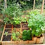 Image result for Square Foot Garden Herbs
