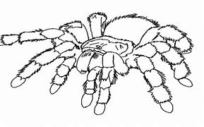 Image result for Sydney Funnel Web Spider Coloring Pages