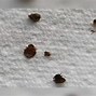 Image result for Dead Bed Bugs