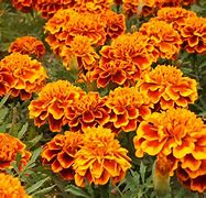 Image result for Mexico Flower