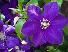 Image result for Types of Purple Clematis