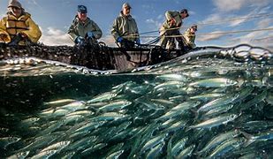 Image result for FISHERIES