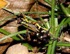 Image result for Grasshopper Insect