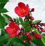 Image result for red flower