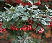 Image result for Cotoneaster lacteus