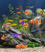 Image result for Aquarium HD Wallpaper 1080P