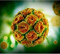 Image result for Internal Genital Human Papillomavirus