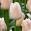 Image result for Tulipa Apricot Pride