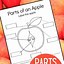 Image result for Parts of an Apple Preschool