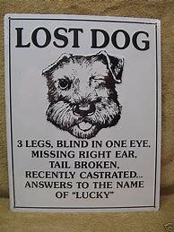 Image result for Lost Dog Meme