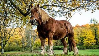 Image result for Ardennes Horse