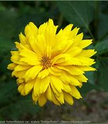 Image result for Heliopsis helianthoides Goldgefieder